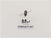 藏品(象鼻蟲(1))的圖片